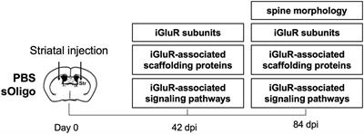 Detrimental effects of soluble α-synuclein oligomers at excitatory glutamatergic synapses